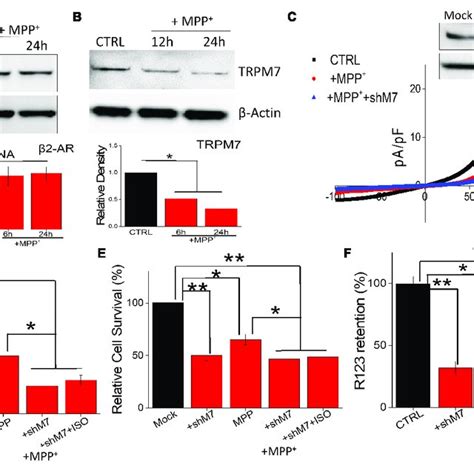 Neurotoxin Treatment Inhibits Trpm7 Expressionfunction A Western