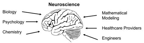 What Is Neuroscience Introduction To Neuroscience