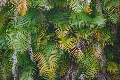 Premium Photo Beautiful Green Palm Tree Foliage In Tropical Forest