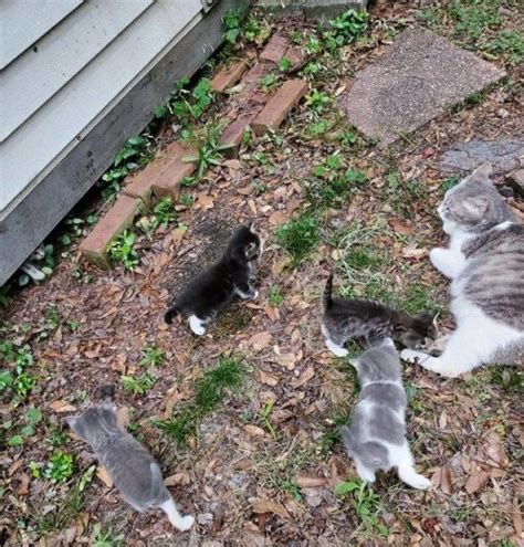 Une chatte errante amène ses petits à la rencontre de la femme qui la