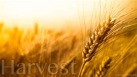 "Harvest" — PowerPoint Background of Matthew 9:37-38 — Heartlight®