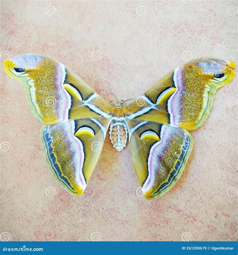 A Nocturnal Butterfly with Incredible Pattern on Its Wings Stock Image