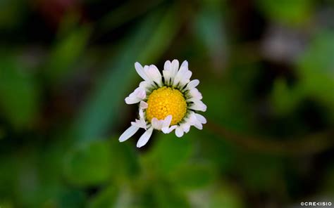 Floating Daisy | Crevisio | Branding & Photography Agency