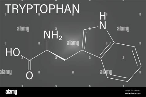 Tryptophan Amino Acid Molecule Skeletal Formula Vector Image Stock