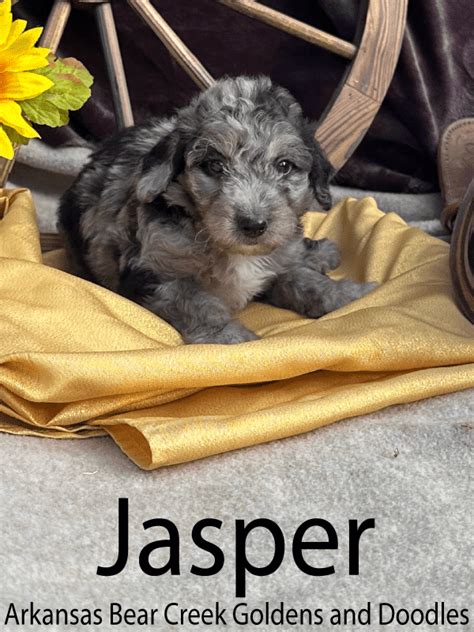 Blue Merle Mini F1b Aussiedoodle Jasper June 22 2023 Arkansas Bear Creek Goldens And Doodles