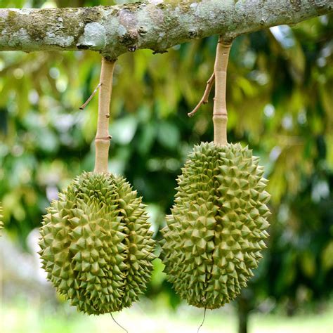 Durian Fruit Trees For Sale