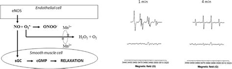 The proposed vasodilator mechanism for MnDPDP is illustrated at the... | Download Scientific Diagram