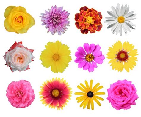 Flower Collection — Stock Photo © Egal 5451355