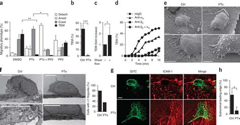 Transendothelial Migration But Not Crawling Of Effector Lymphocytes Download Scientific Diagram