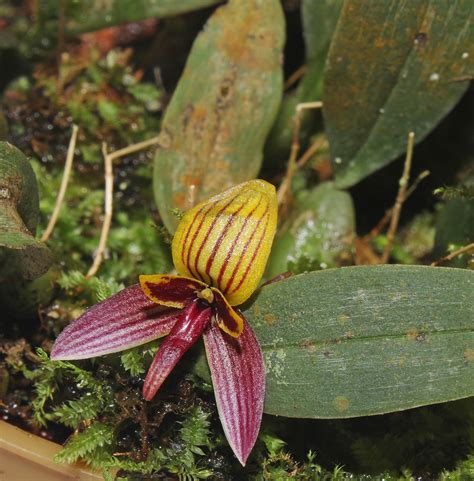 Bulbophyllum Bolsteri Orchidaceae Image At Phytoimages Siu Edu