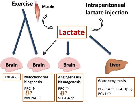 Lactate Administration Reproduces Specific Brain And Liver Exercise