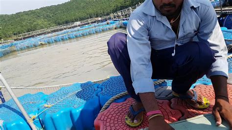 Cage Culture Fish Farming At Chandil Dam Youtube