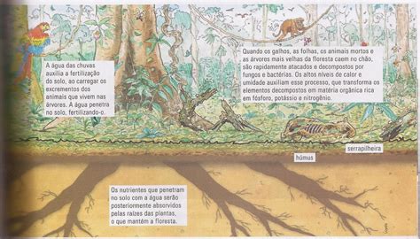 Como É O Solo Da Amazônia - Como é O Solo Da Amazônia - NAZAEDU