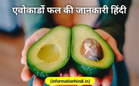 Avocado In Hindi Information Hindi