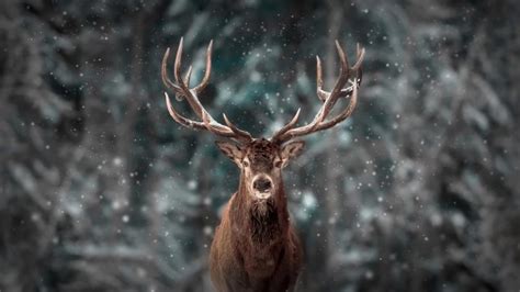 Majestic Stag In Winter Wonderland Backiee