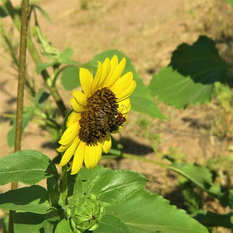 Girasol Insecto Amarillo Foto Gratis En Pixabay Pixabay