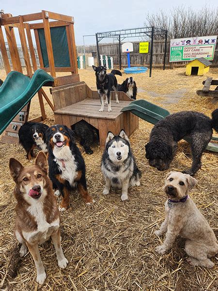 Dog Daycare Calgary And Dog Boarding Calgary From Rainbow Pet Care Centre