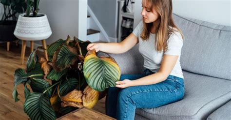 Sauver une plante d intérieur en train de mourir en 10 conseils