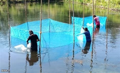 Bfar Holds Training On Fishery Skills In Central Luzon Politiko