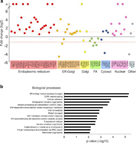 Pro Ser Il Rg Mutant Displays Increased Interactions With Er Golgi And