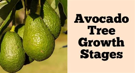 Avocado Tree Growth Stages How Does It Grow