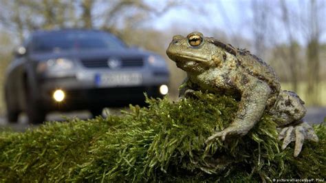 Why Did The Toad Cross The Road Environment All Topics From Climate