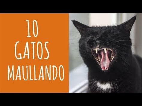 Gatos Maullando Mucho Y Fuerte Para Molestar A Tu Gato O Perro Hd