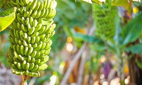 Saiba como plantar bananeira É mais fácil do que você imagina