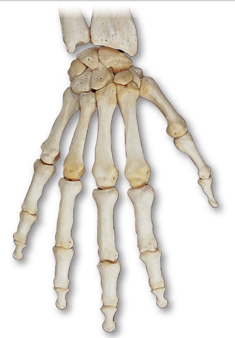 Bones Of Wrist And Hand Posterior View Diagram Quizlet