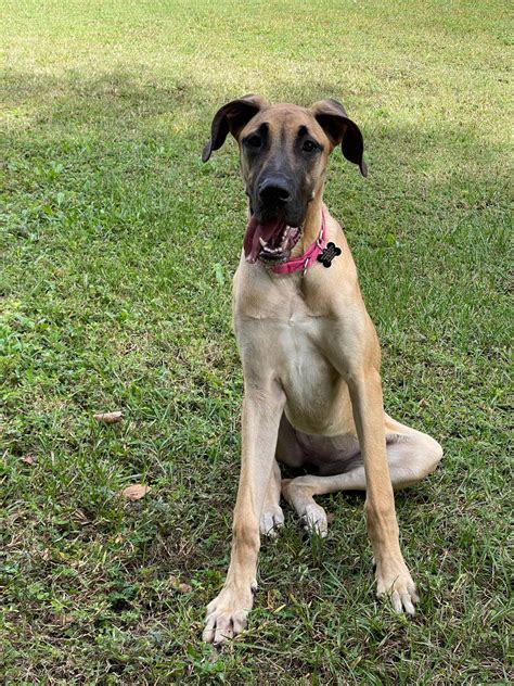 German Shepherd Great Dane Mix