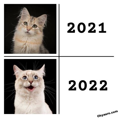 New Year Animal Memes 2022 – Oh Yaaro