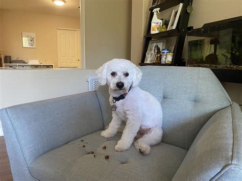 I gave my rescue bichon his first real haircut today after growing his ...