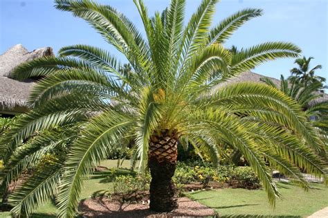 Palmeras De Interior Y Exterior Para Jardin Cuidados Variedades Y Riego