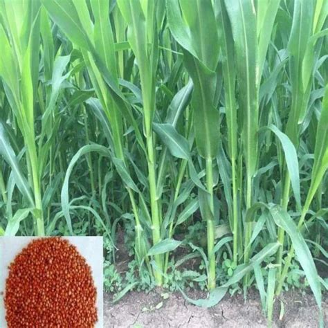 Sorghum Sudan Grass Multi Cut Fodder Seeds Pack Of 5 Kg Jiomart