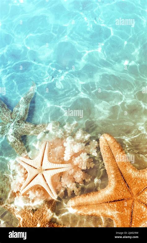 Starfish And Seashells On The Summer Beach In Sea Water Summer