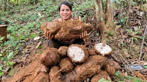 Harvesting Wild Tubers Bringing To The Market To Sell Pet Care