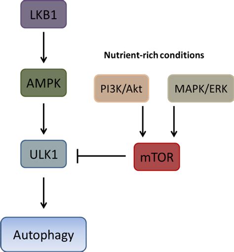 Figure 1 1 From Gastrin Induced Autophagy In Gastric Adenocarcinoma Cells Semantic Scholar