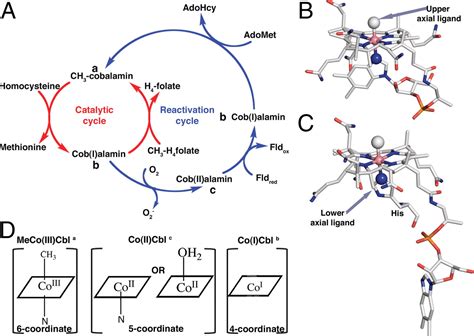 Insights Into The Reactivation Of Cobalamin Dependent Methionine