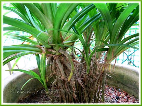 Propagating Pandanus Amaryllifolius Fragrant Pandan Pla Flickr