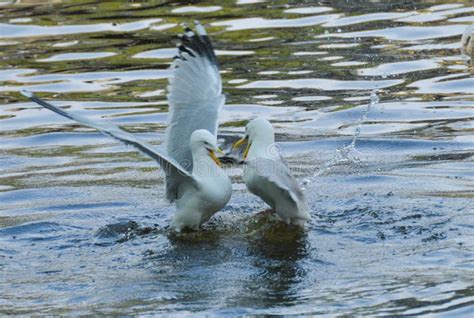 Seagulls Fighting Stock Photos Free Royalty Free Stock Photos