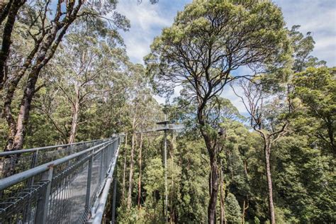 Otway Fly Treetop Adventures Treetop Walk Melbourne Australia Great ...