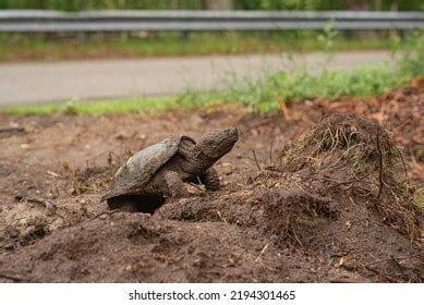 Snapping Turtle Egg Nest Over 82 Royalty Free Licensable Stock Photos