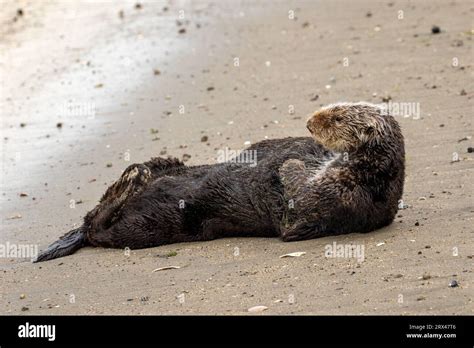 The Southern Sea Otter Enhydra Lutris Nereis Is A Captivating Marine