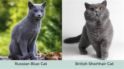 Russian Blue Vs British Shorthair Differences Explained With