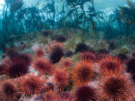 Coral Reef Sea Urchin