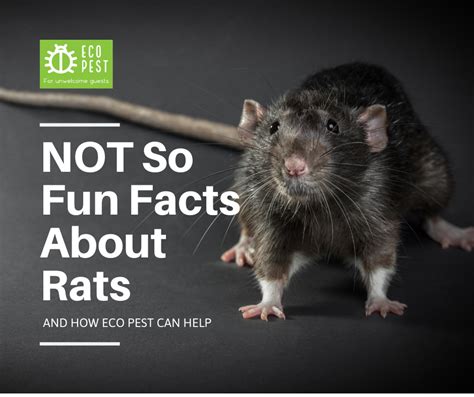 NOT So Fun Facts About Rats