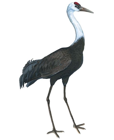 Чёрный журавль – Grus monacha (Temminck, 1835) « Красная книга Томской ...