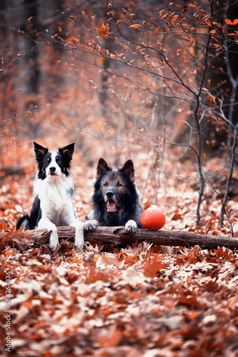 Pies Czysta Rasa Owczarek Niemiecki I Border Collie Stock Photo