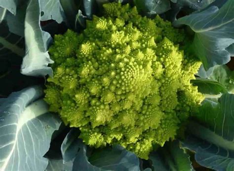 Come Coltivare Il Broccolo Romanesco Coltivazione Biologica