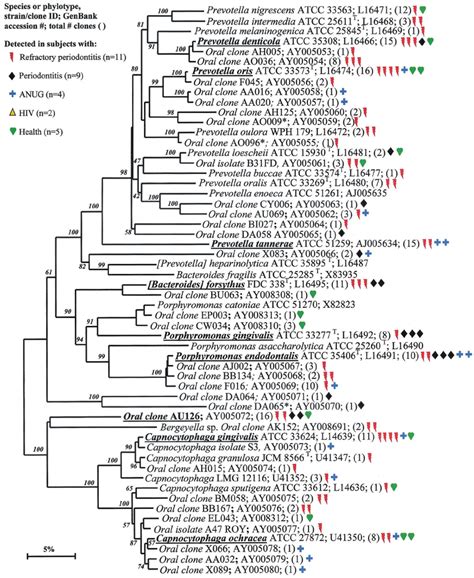 phylogenetic tree   phylum bacteroidetes identified  clone